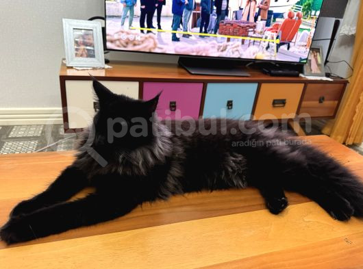 Main Coon Kızımıza Eş Arıyoruz görsel