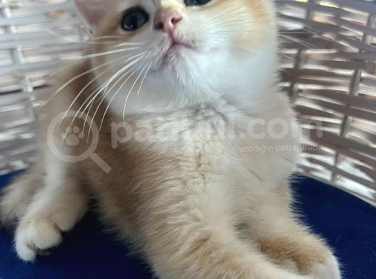 Saf Kan Golden Bri̇ti̇sh Shorthai̇r Ny12 Wcf Kayıtlı görsel