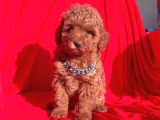 Mini Boy Puppy Kıpkırmızı Red Tooy Poodle 