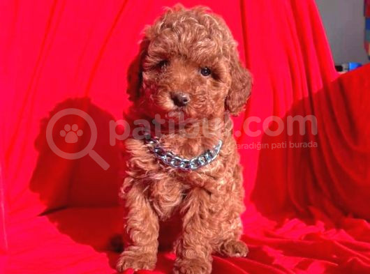 Mini Boy Puppy Kıpkırmızı Red Tooy Poodle  görsel