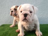 Üst Düzey İngi̇li̇z Buldog Yavrular