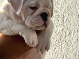 Üst Düzey İngi̇li̇z Buldog Yavrular
