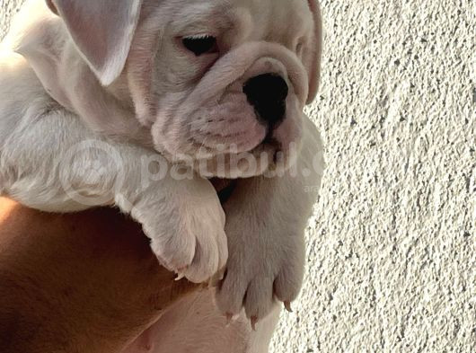 Üst Düzey İngi̇li̇z Buldog Yavrular görsel