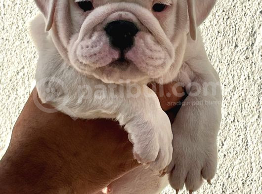 Üst Düzey İngi̇li̇z Buldog Yavrular
