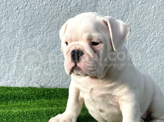 Üst Düzey İngi̇li̇z Buldog Yavrular görsel
