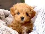 Kahve tonlu mini boy puppy sevimli yavrular MALTİPO CİNSİ 
