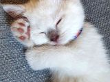 British Shorthair Bluepoint