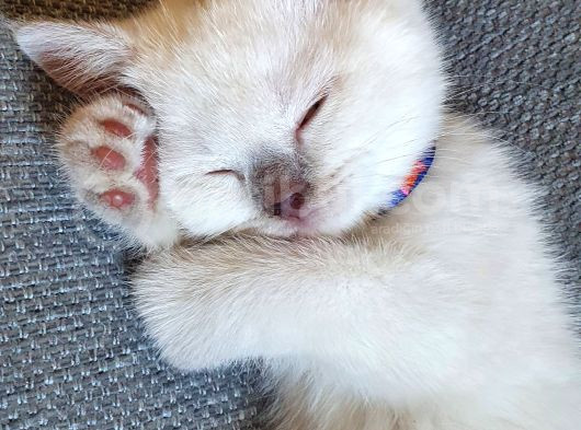 British Shorthair Bluepoint görsel