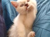 British Shorthair Bluepoint