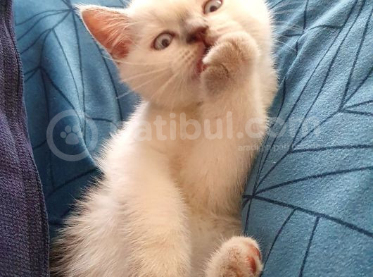 British Shorthair Bluepoint görsel