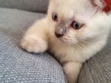 British Shorthair Bluepoint