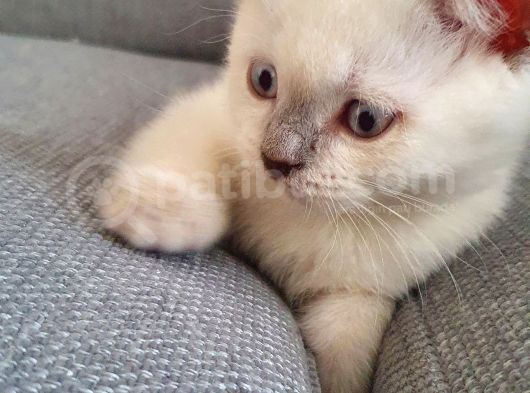 British Shorthair Bluepoint görsel