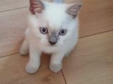 British Shorthair Bluepoint