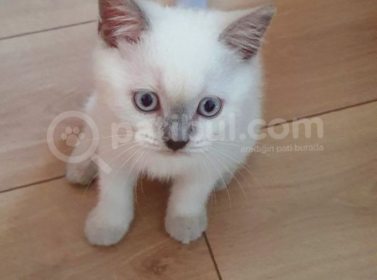British Shorthair Bluepoint görsel