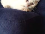 British Shorthair Bluepoint