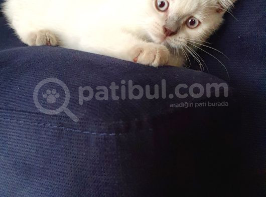 British Shorthair Bluepoint