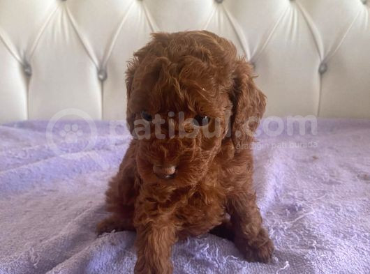 Orijinal Kore Kan Poodle Dan Toy Poodle görsel