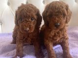 Orijinal Kore Kan Poodle Dan Toy Poodle