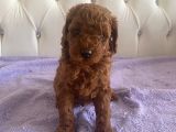 Orijinal Kore Kan Poodle Dan Toy Poodle