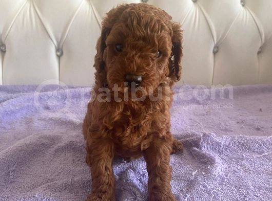 Orijinal Kore Kan Poodle Dan Toy Poodle görsel
