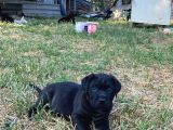 Siyah Ve Blue Seçenekleri Ile Son Bebekler