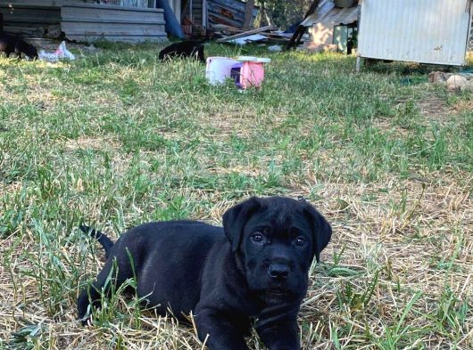 Siyah Ve Blue Seçenekleri Ile Son Bebekler görsel