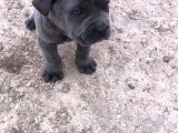 Siyah Ve Blue Seçenekleri Ile Son Bebekler