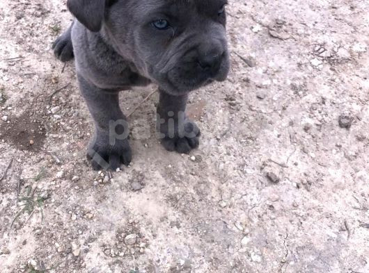 Siyah Ve Blue Seçenekleri Ile Son Bebekler görsel