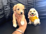 Zeki Minik Tüy Dökmez A Secereli Maltipoo Yavrularımız