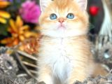 A Kalite Bri̇ti̇sh Shorthai̇r Golden  Yavrular