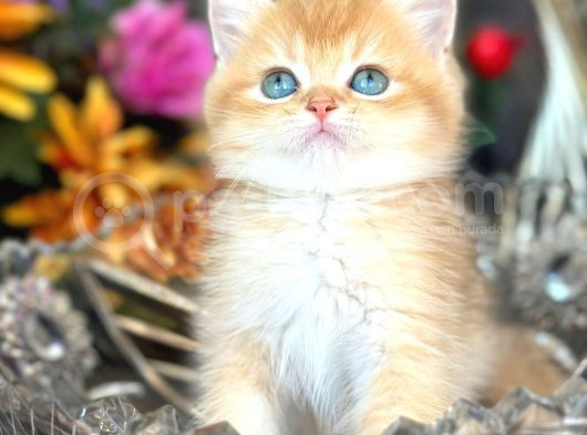 A Kalite Bri̇ti̇sh Shorthai̇r Golden  Yavrular