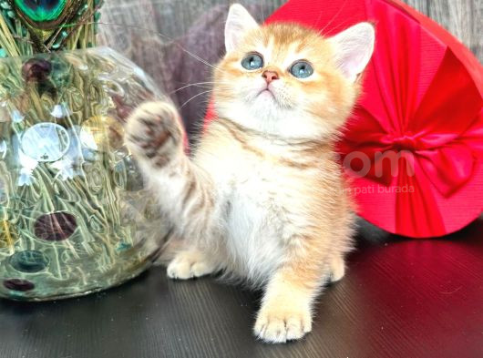 A Kalite Bri̇ti̇sh Shorthai̇r Golden  Yavrular görsel