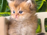 british longhair-Shorthair rezervasyona açık yavrular