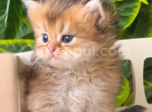 British Longhair-Shorthair Rezervasyona Açık Yavrular