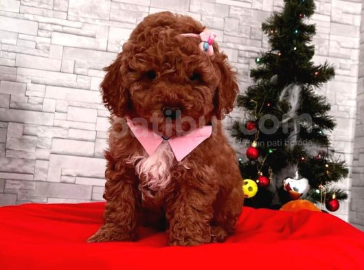 Red Braw Kıpkırmızı Ev Üretimi Tooy Poodle  görsel
