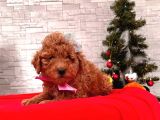 Red braw kıpkırmızı ev üretimi TOOY POODLE 
