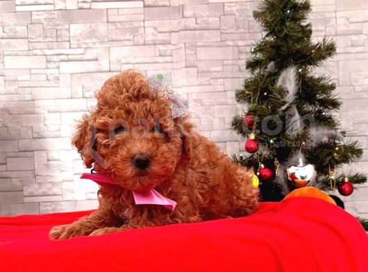 Red Braw Kıpkırmızı Ev Üretimi Tooy Poodle 