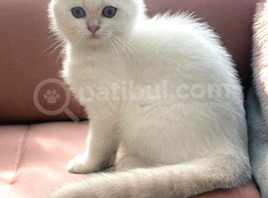 Safkan Bri̇ti̇sh Longhai̇r Yavrular görsel