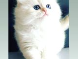 SAFKAN BRİTİSH LONGHAİR YAVRULAR