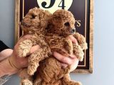 a SCRLİ  EV ÜRETİMİ TOY POODLE YAVRULARIMIZ