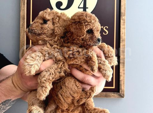 a SCRLİ  EV ÜRETİMİ TOY POODLE YAVRULARIMIZ