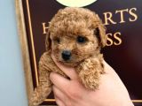 A Scrli̇  Ev Üreti̇mi̇ Toy Poodle Yavrularimiz