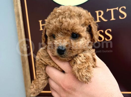 A Scrli̇  Ev Üreti̇mi̇ Toy Poodle Yavrularimiz görsel