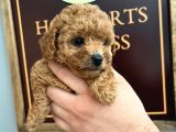 A Scrli̇  Ev Üreti̇mi̇ Toy Poodle Yavrularimiz