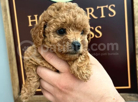 A Scrli̇  Ev Üreti̇mi̇ Toy Poodle Yavrularimiz görsel