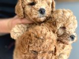 A Scrli̇  Ev Üreti̇mi̇ Toy Poodle Yavrularimiz