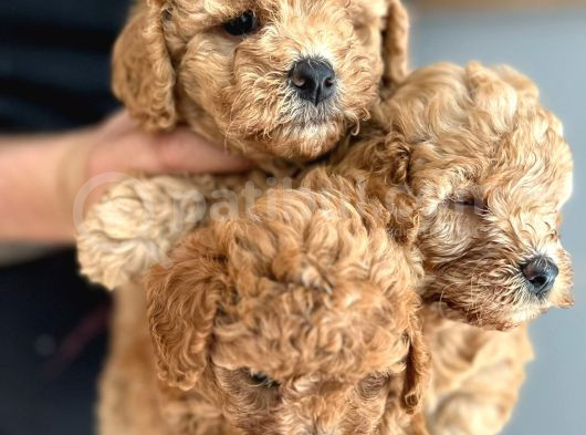 A Scrli̇  Ev Üreti̇mi̇ Toy Poodle Yavrularimiz görsel