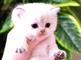 British Longhair-Shorthair Rezervasyona Açık Yavrular