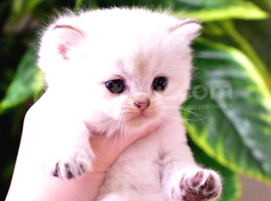 British Longhair-Shorthair Rezervasyona Açık Yavrular görsel