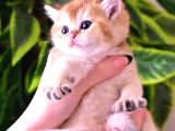 British Longhair-Shorthair Rezervasyona Açık Yavrular